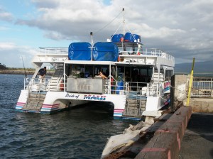 Whalewatching cruise