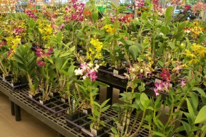 Walmart selection of orchids too