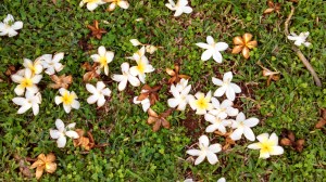 Plumeria blooms 1
