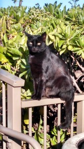 Sentry of the Four Seasons