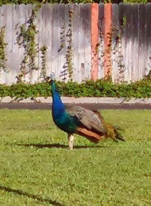 Peacock