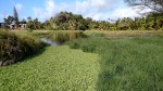 wetlands_laie2_IMG_20160221_093619589 copy