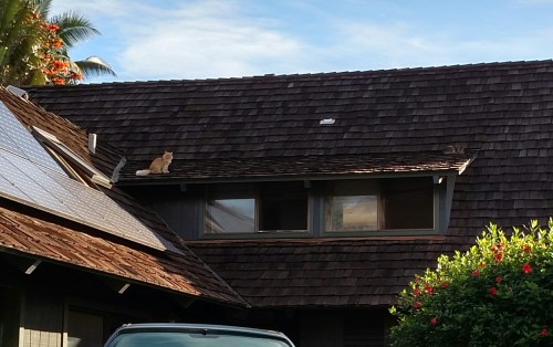 The orange cat on the left above the window is easy to spot. There is a gray cat above the window on the right.