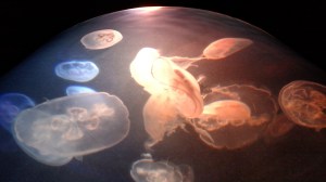 Jelly fish! the exhibit is mesmerizing