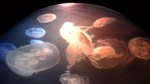 jelly_fish_img_20161217_164423867-copy