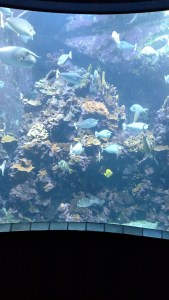 mauioc_img_20161217_161406968-copy