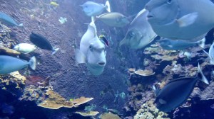 mauioc_img_20161217_161556458-copy