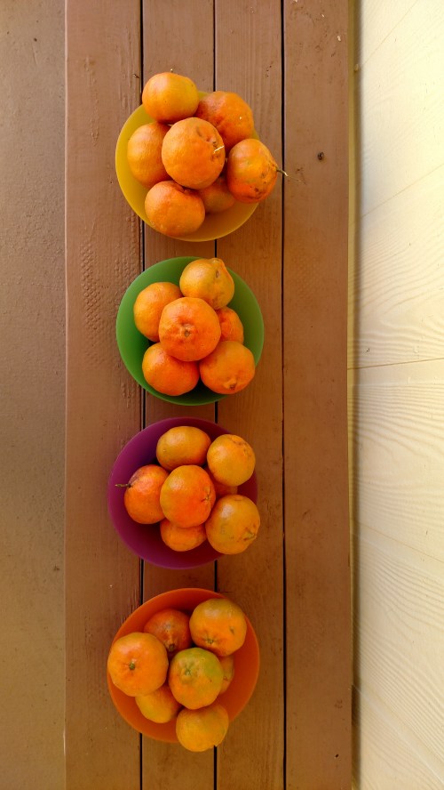 Tangerines for sharing!