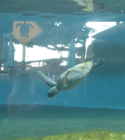 Bottom view or side view of the tank for sea turtles at Maui Ocean Center