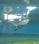 turtle_img_20161217_190814-copy