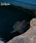 turtle_img_20161217_190858-copy
