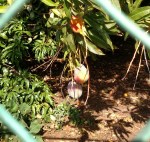 Mangoes_IMG_20170618_101929 copy